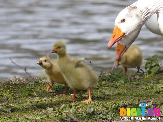 FZ028458 Goslings waddling